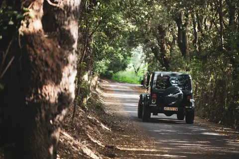 Jeep nera su strada boschiva con alberi e luce filtrante.