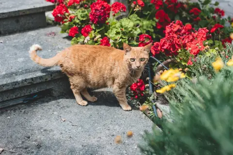 Un gatto rosso davanti ai gerani rossi sui gradini