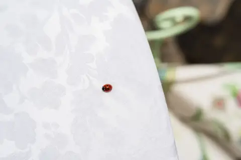 Una coccinella posata sul vestito della sposa